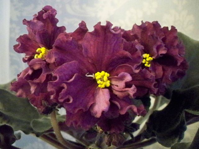 ЕК-Мулатка Шоколадка